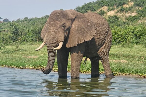 14-Day Uganda Big Five Tour & Gorilla Trekking Safari