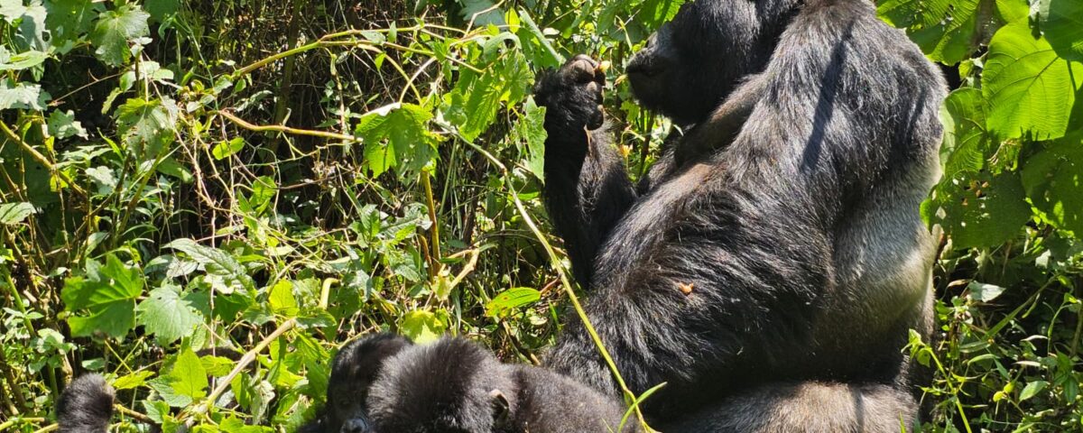 Gorilla Trekking
