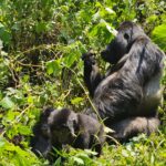 Gorilla Trekking