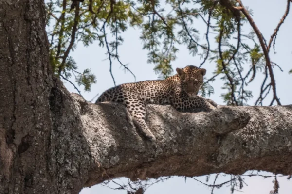 10-Day Kenya Tanzania Affordable Safari 10-Day Kenya Tanzania Affordable Safari