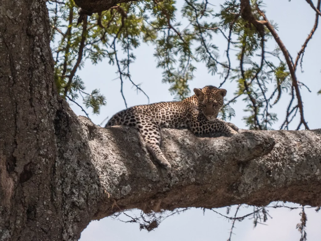 10-Day Kenya Tanzania Affordable Safari