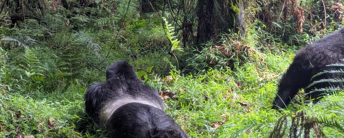 10 Days Kenya Rwanda Safari