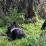 10 Days Kenya Rwanda Safari