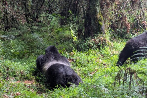 10 Days Kenya Rwanda Safari 10 Days Kenya Rwanda Safari