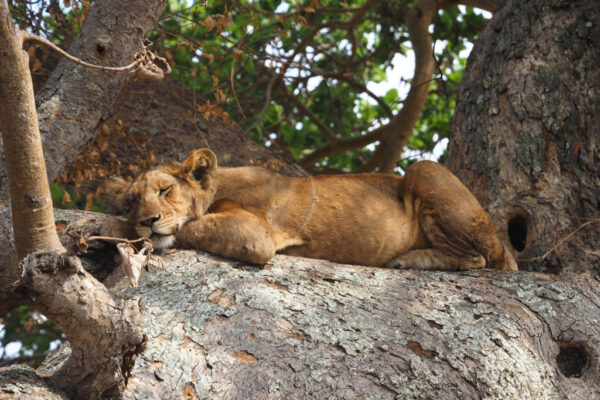 11-Day Uganda Big Five Safari & Gorilla Trekking Tour