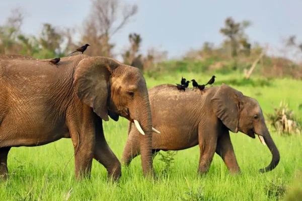 18 Days Tanzania and Uganda Safari Experience 18 Days Tanzania and Uganda Safari