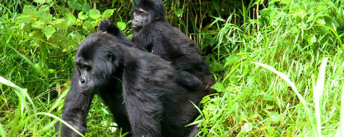 Preparing for Gorilla Trekking 2026/27