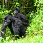 Preparing for Gorilla Trekking 2026/27