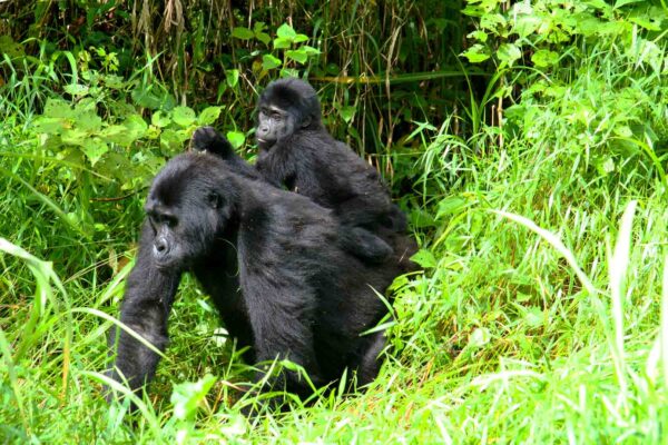 3 Days Rwanda Gorilla Trekking Safari 3 Days Rwanda Gorilla Trekking Safari
