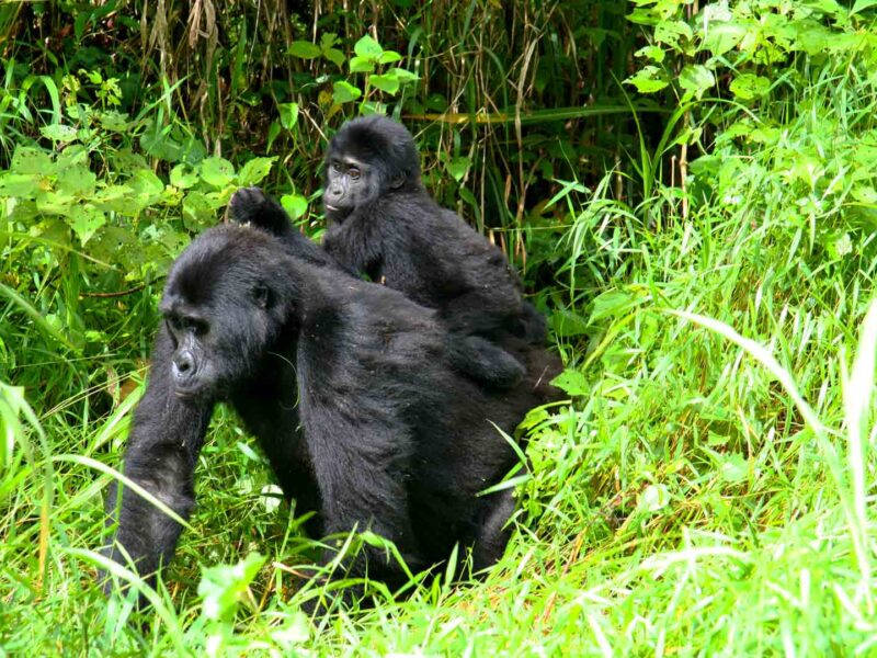 Preparing for Gorilla Trekking 2026/27