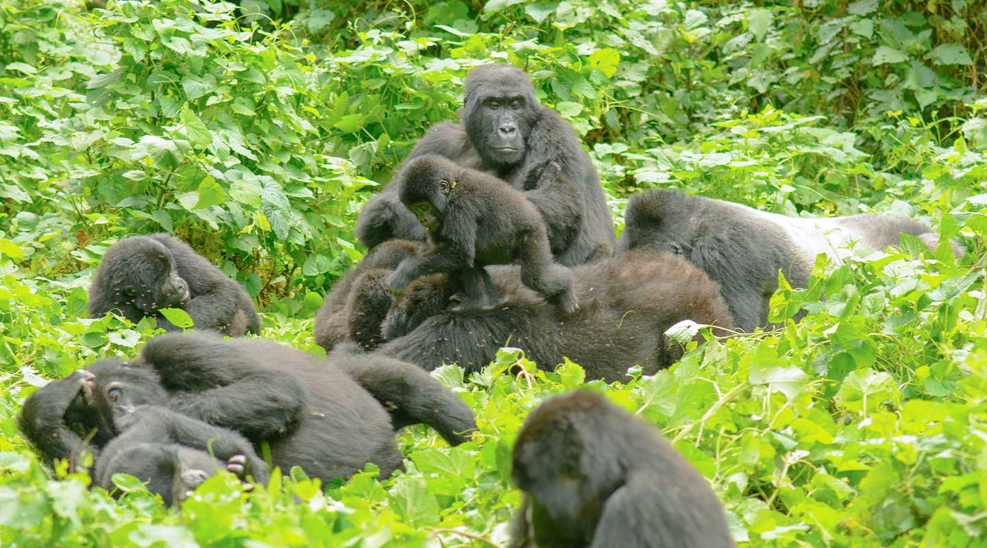 3 Days Uganda Gorilla Trekking Safari to Bwindi Impenetrable Forest