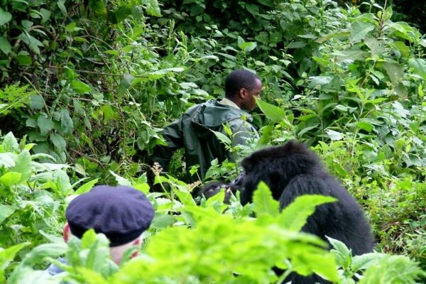 4-Day Rwanda Gorillas & Chimps Tracking Tour. 4-Day Rwanda Gorillas & Chimps Tracking Tour