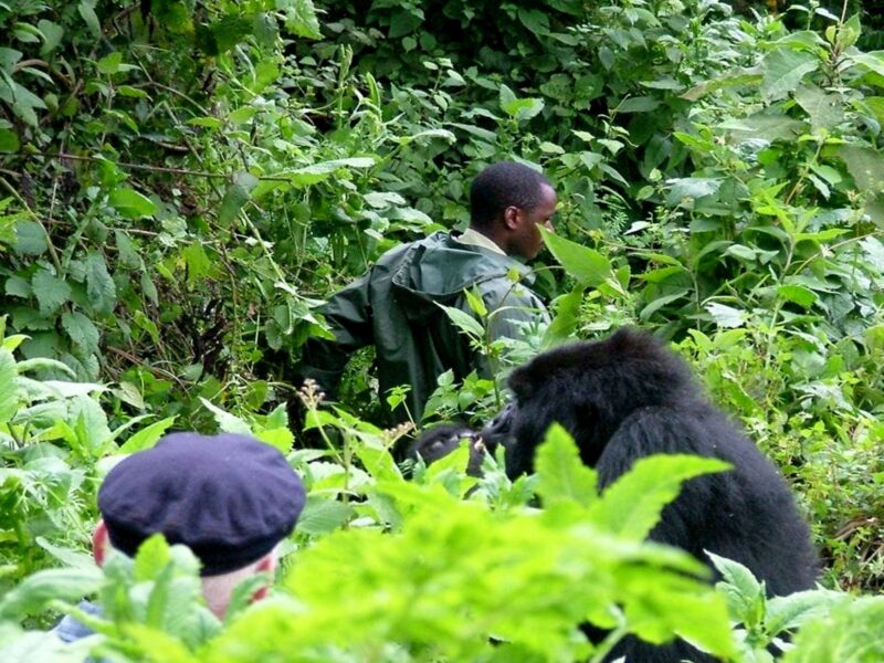 4-Day Rwanda Gorillas & Chimps Tracking Tour