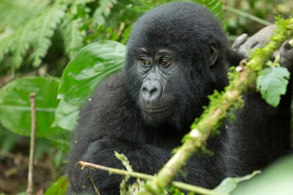 4 Days Bwindi Uganda Gorilla Trekking Safari