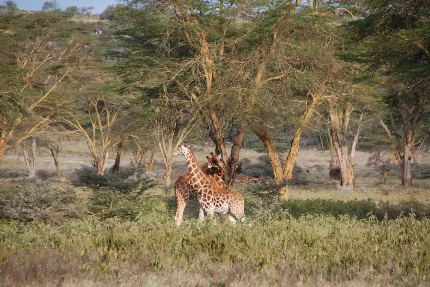 5-Day Kenya Wildlife Safari Holiday