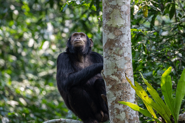 5 Days Rwanda Primates Safari 5 Days Rwanda Primates Safari