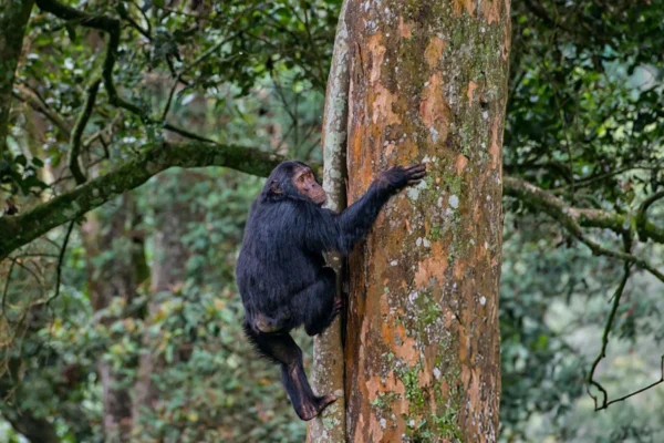 6 Days Rwanda Wildlife and Chimpanzee Tracking Safari 12 Days Rwanda Safari & Zanzibar Beach Holiday