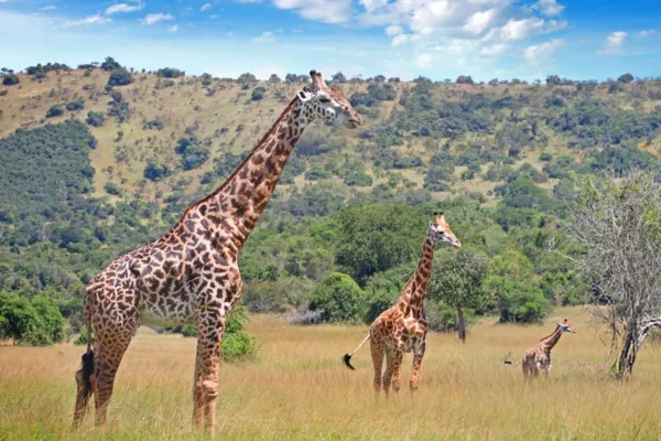 6 Days Rwanda Wildlife and Chimpanzee Tracking Safari1 6 Days Rwanda Wildlife and Chimpanzee Tracking Safari