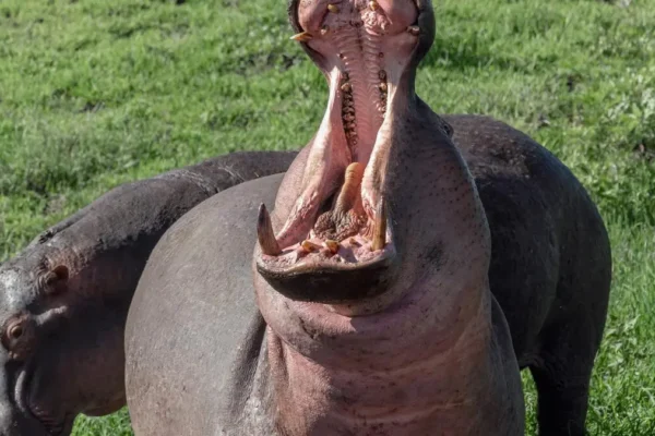 7-Day Burundi Exploration Safari 7-Day Burundi Exploration Safari