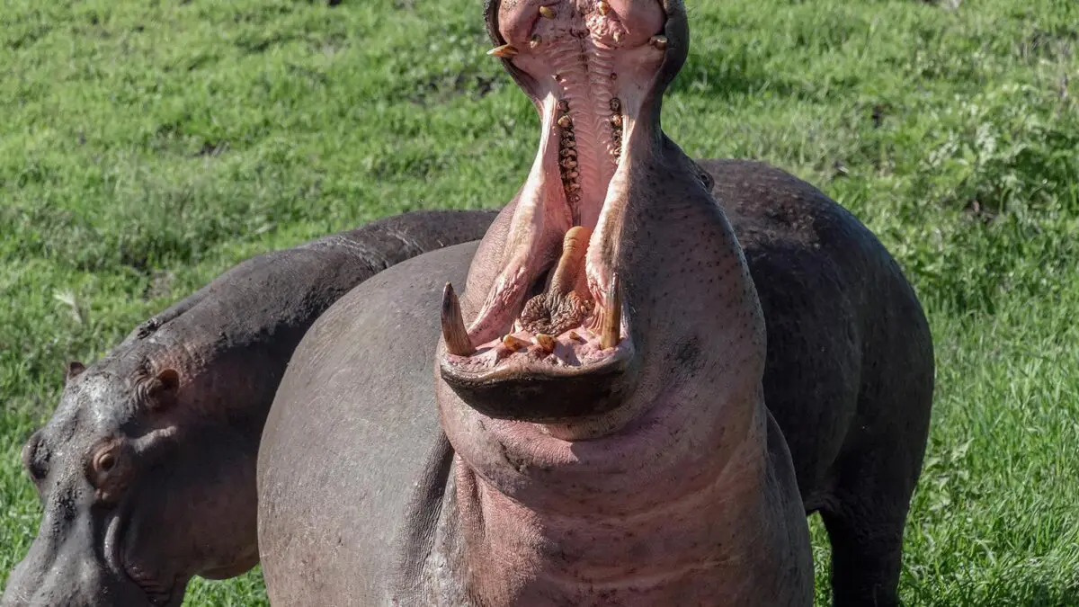 7-Day Burundi Exploration Safari