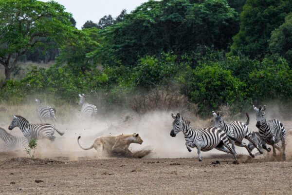 7-Day Tanzania Wildlife Wonders Experience Tour