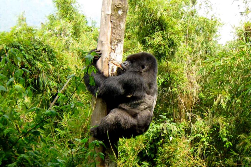 How Are Gorilla Groups Assigned?