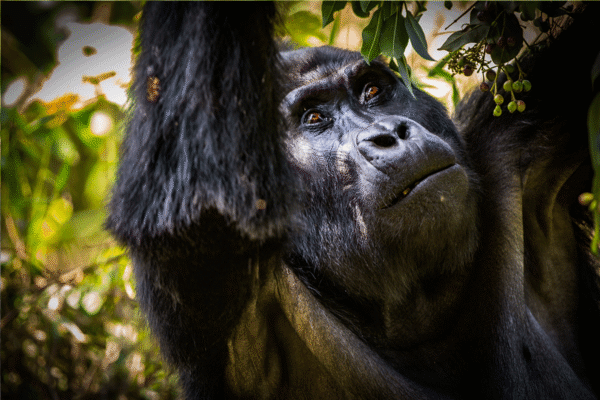 7 Days Uganda Game Drives & Gorilla Safari Holidays Rwanda Gorilla Trekking Safaris