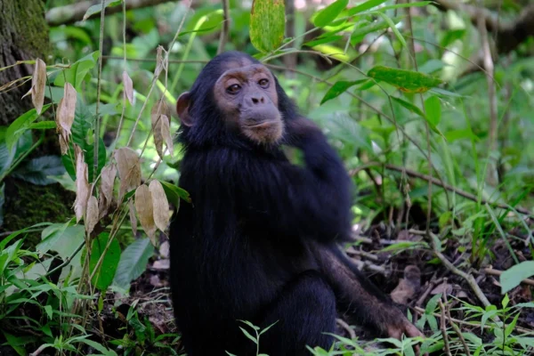 8-Day Burundi Chimpanzee Tracking & Cultural Safari 8-Day Burundi Chimpanzee Tracking & Cultural Safari