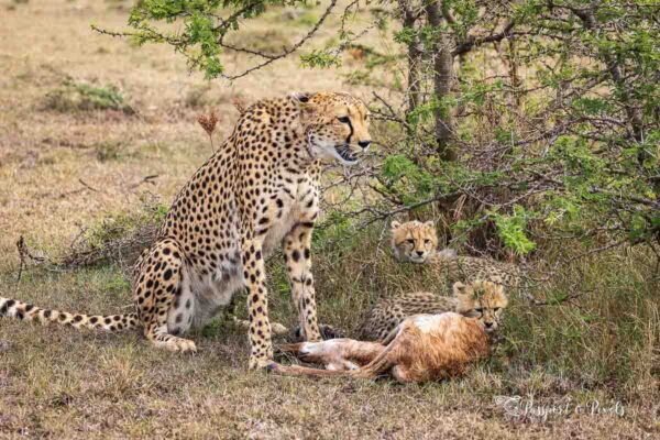 8-Day Kenya Wildlife Safari Holiday