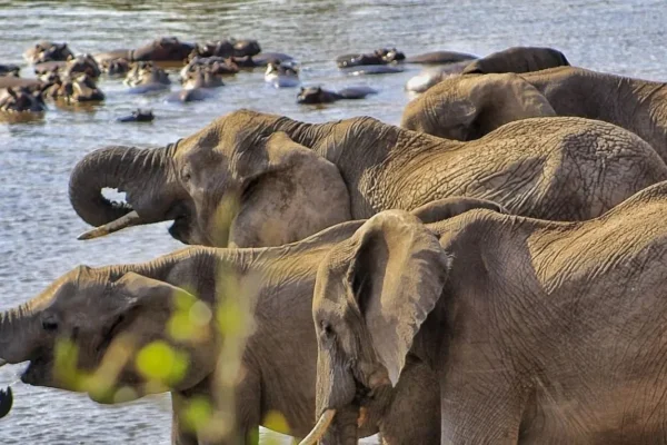 8-Day Tanzania Northern Circuit Safari