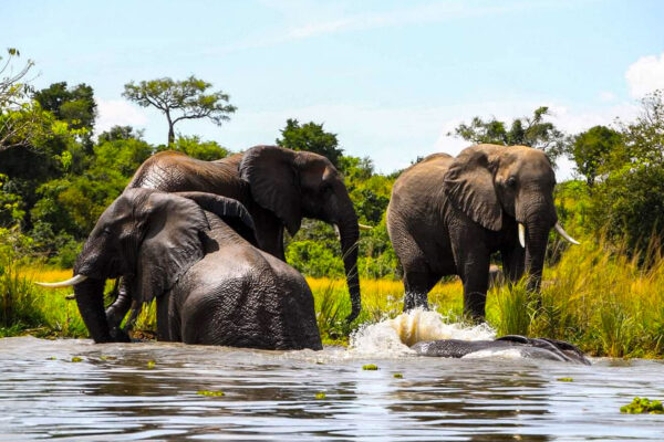 8 Days Amazing Uganda Safari Tour