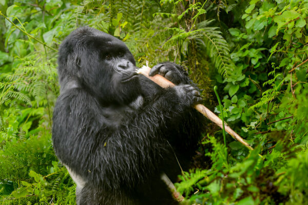 8 Days Rwanda Uganda Primates Safari 8 Days Rwanda Uganda Primates Safari