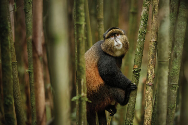 9-Day Rwanda Great Primate Expedition Safari 9-Day Rwanda Great Primate Expedition Safari
