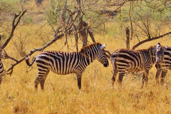 9-Day Uganda Tanzania Wildlife and Gorilla Safari 9-Day Uganda Tanzania Wildlife and Gorilla Safari