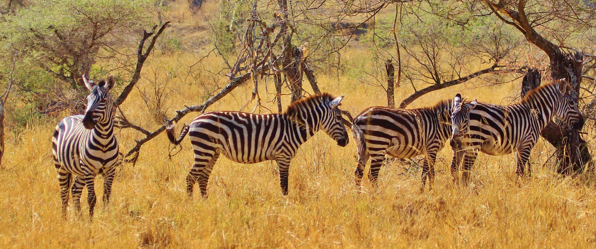 9-Day Uganda Tanzania Wildlife and Gorilla Safari