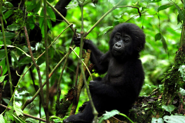 Bwindi Impenetrable Forest National Park.