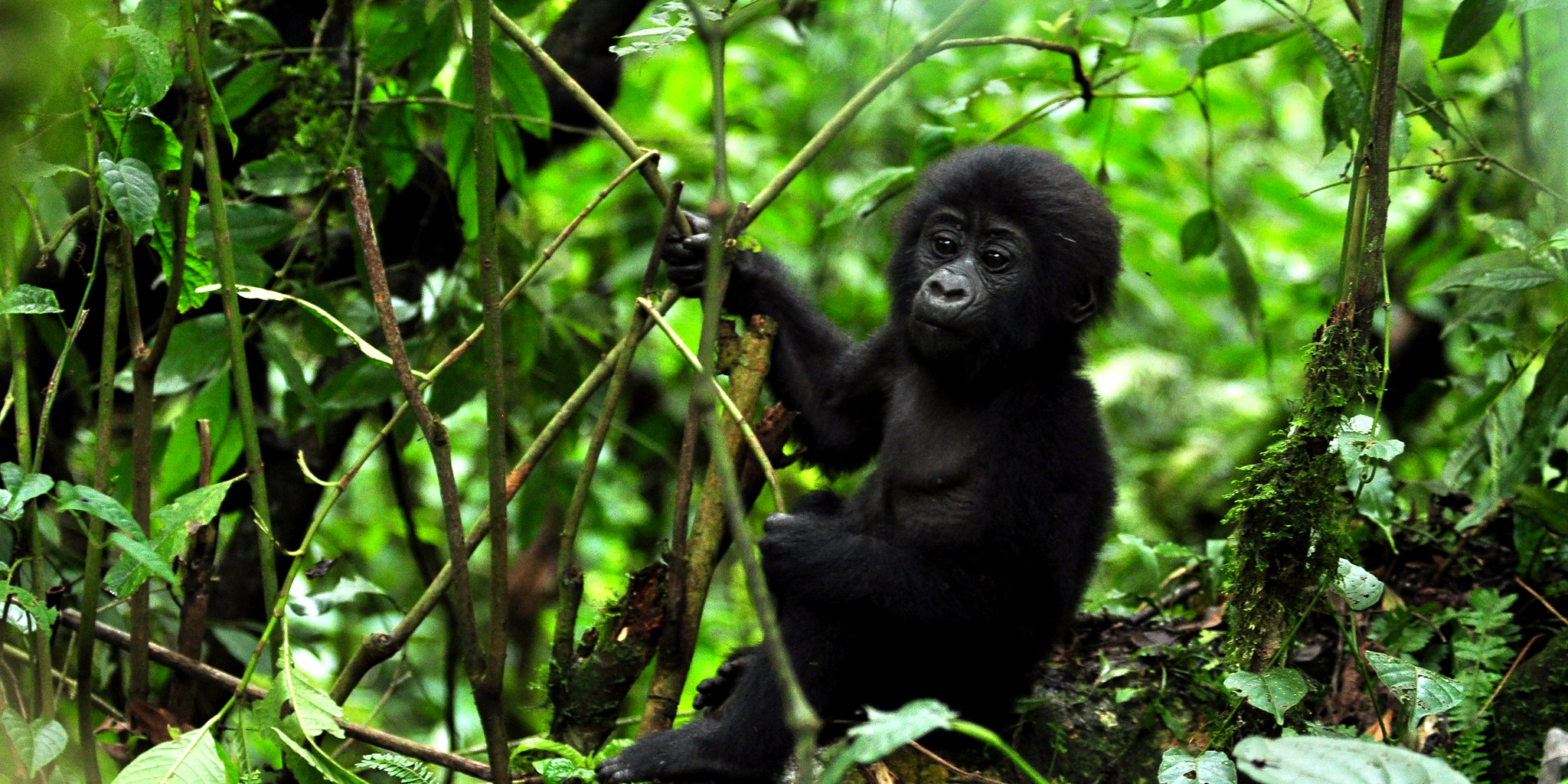 Bwindi Impenetrable Forest National Park