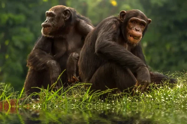 Chimpanzee-Couple-by-the-River Nyungwe Forest National Park