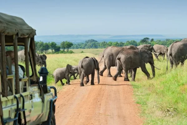 Game Drives-in-Queen-Elizabeth Game Drives-in-Queen-Elizabeth