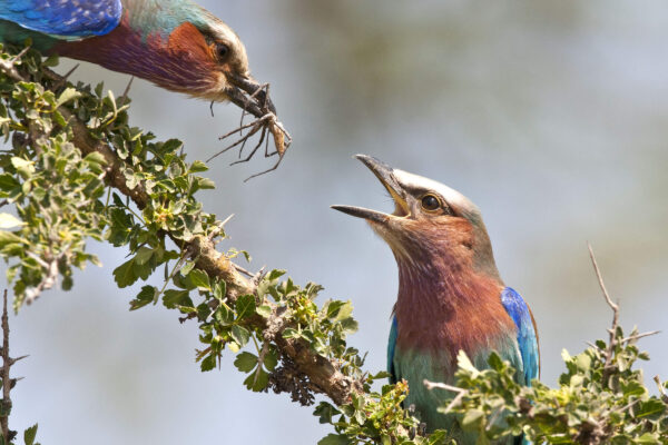 Kenya Birding Safaris. Kenya Birding Safaris.