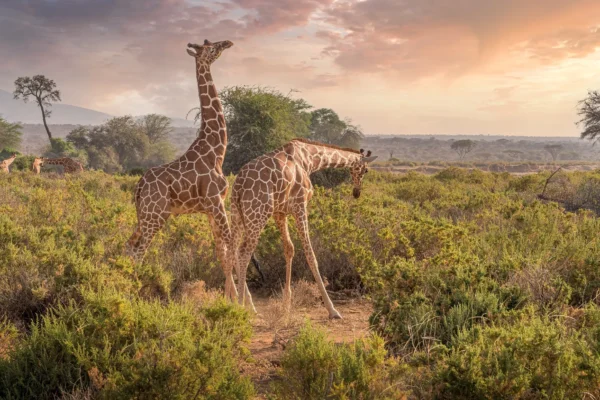 Kenya Wildlife Safari Adventures Kenya Wildlife Safaris