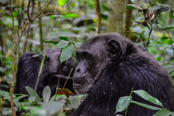 Kibale Forest National Park