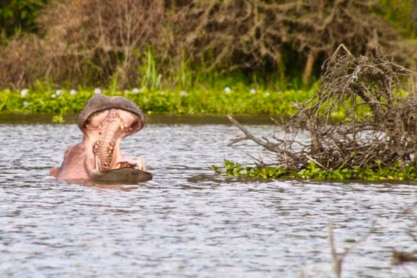 Lake Naivasha National Park