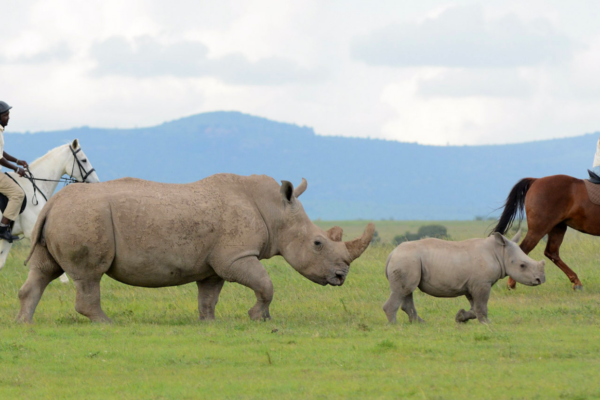 10-Day Mid-Range Best of Kenya Safari
