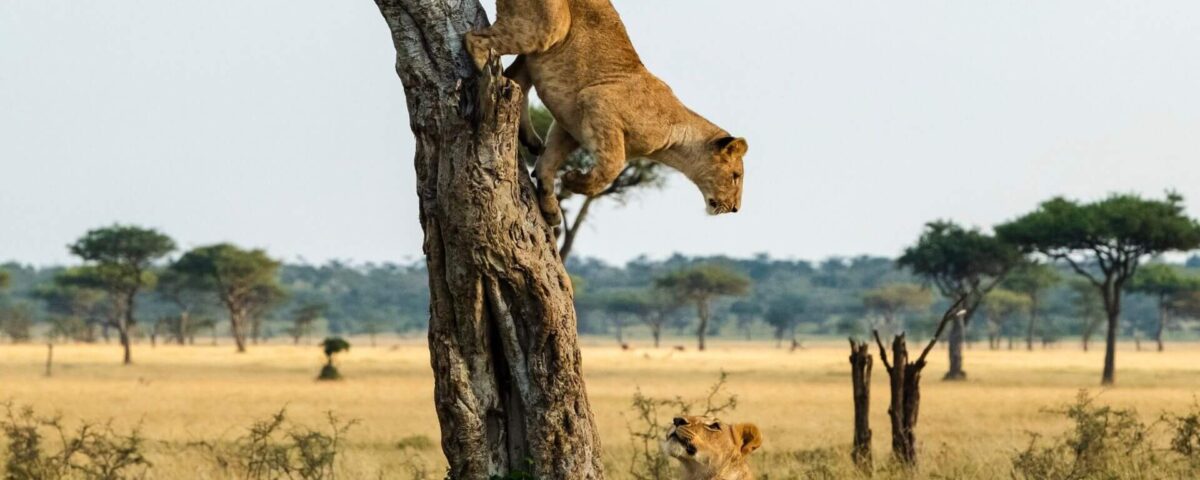 Queen Elizabeth National Park