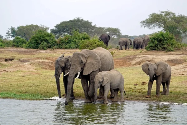 Queen Elizabeth National Park,