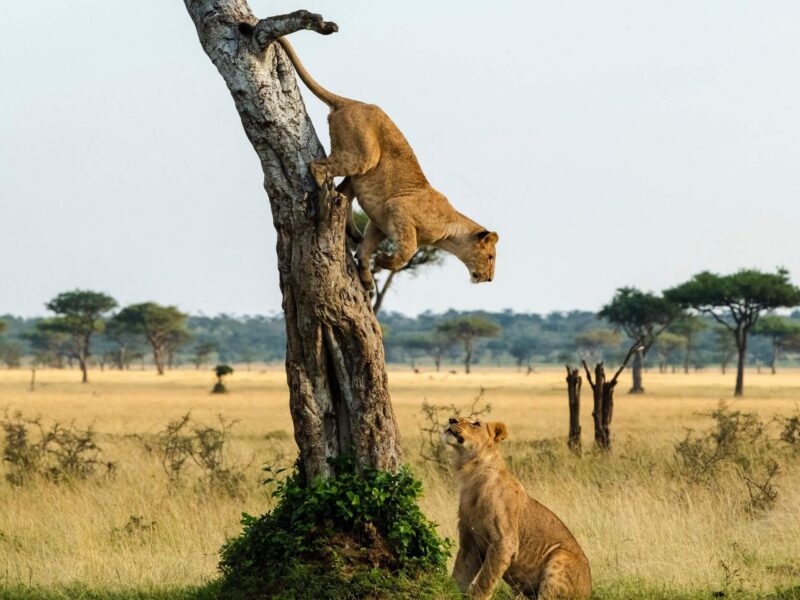 Queen Elizabeth National Park