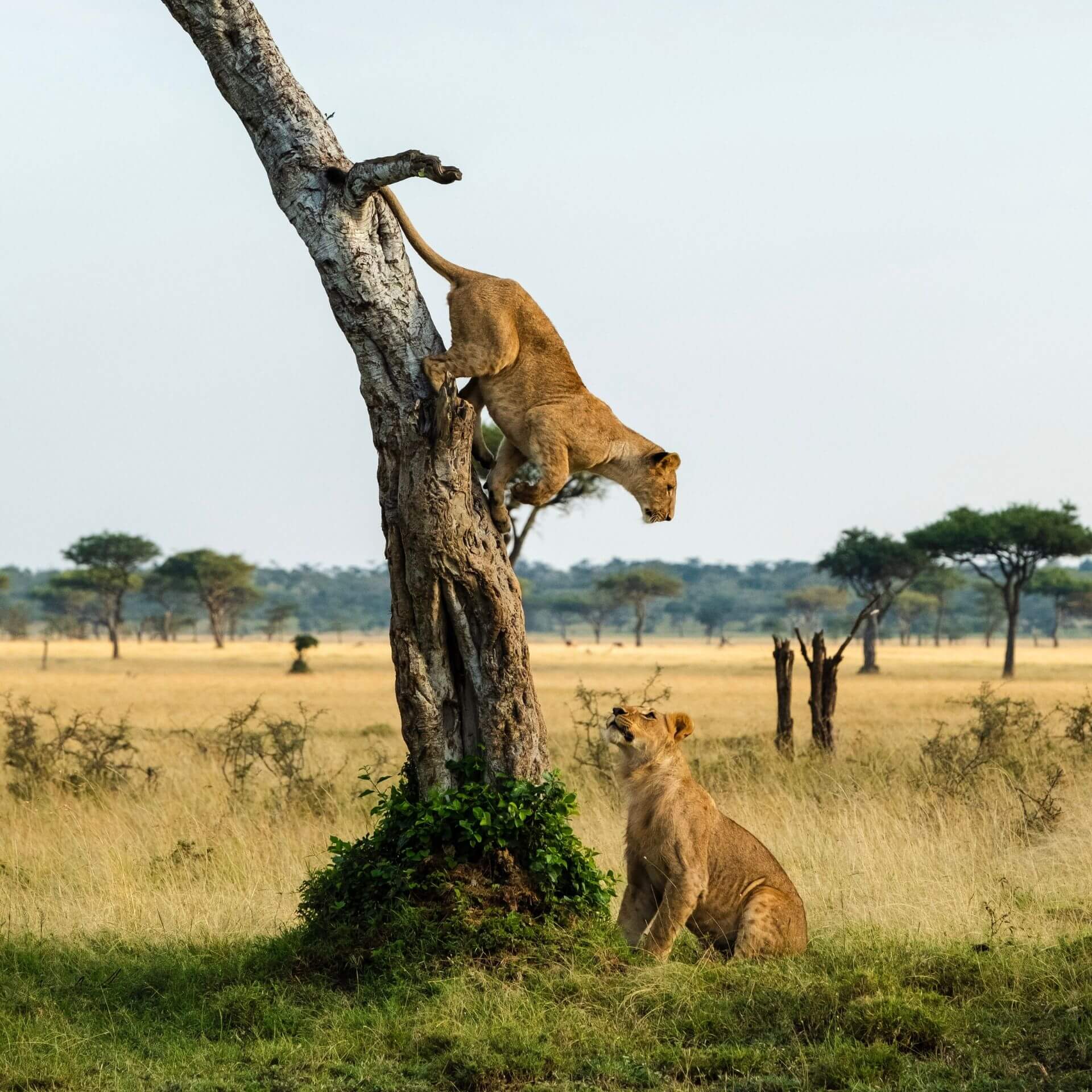 Queen Elizabeth National Park