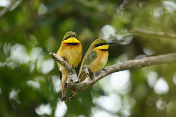 Rwanda Birding Safaris1 Rwanda Birding Safaris