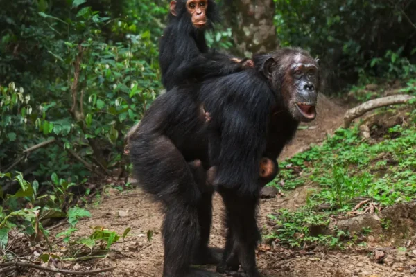 Rwanda Chimpanzee Safaris Chimpanzee Tracking Tours